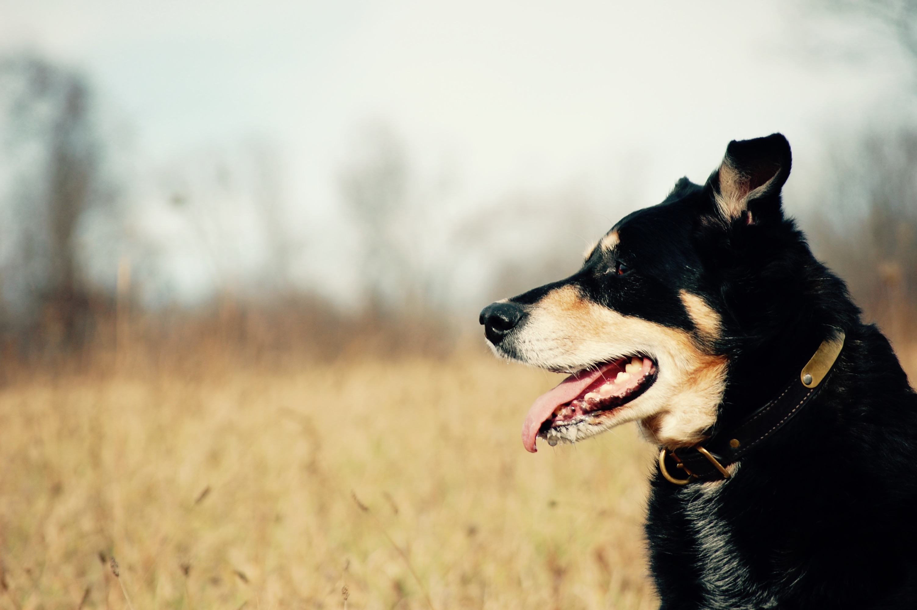 Extremely handsome dog