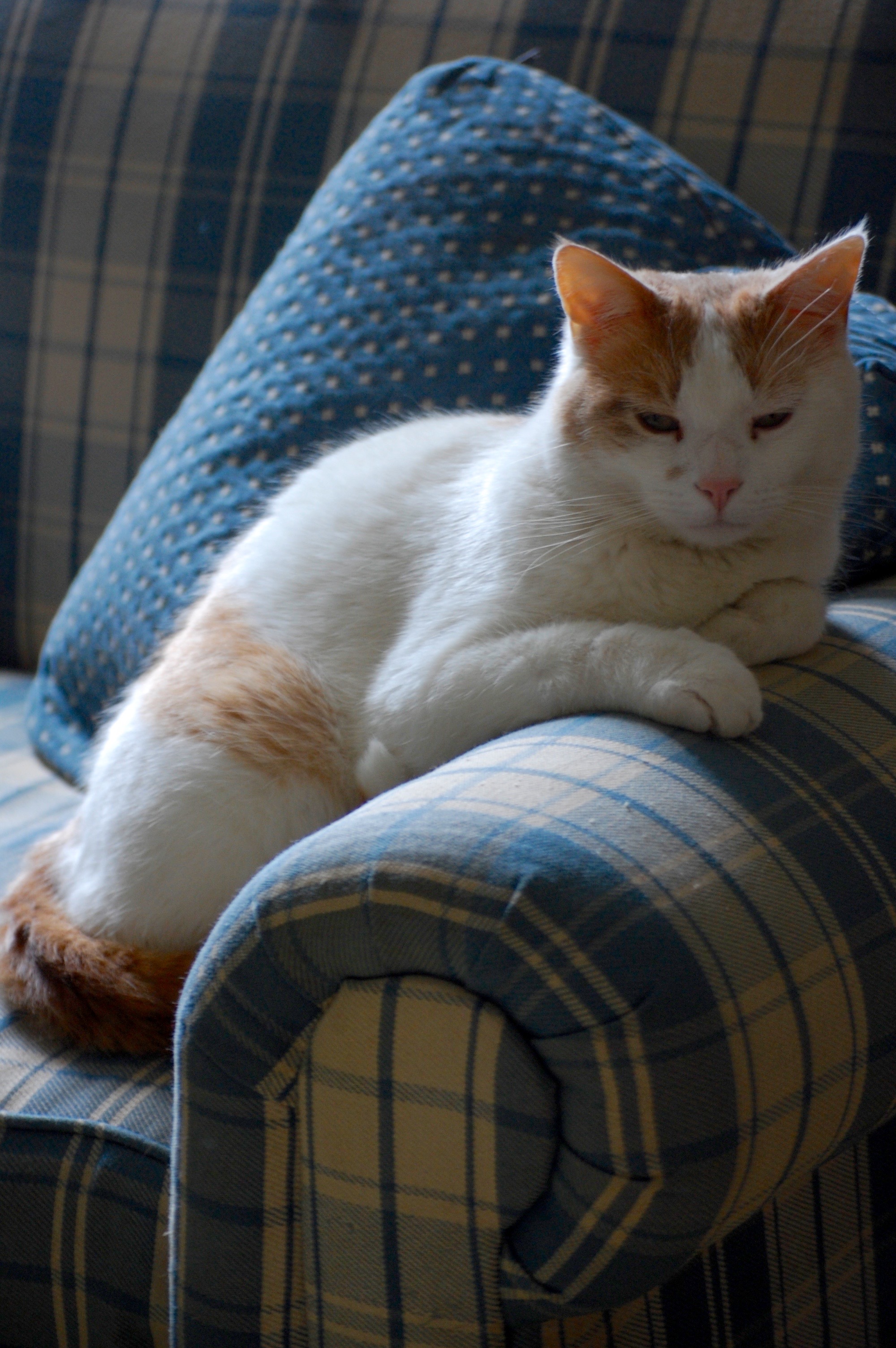 Lumi on blue-checked armchair
