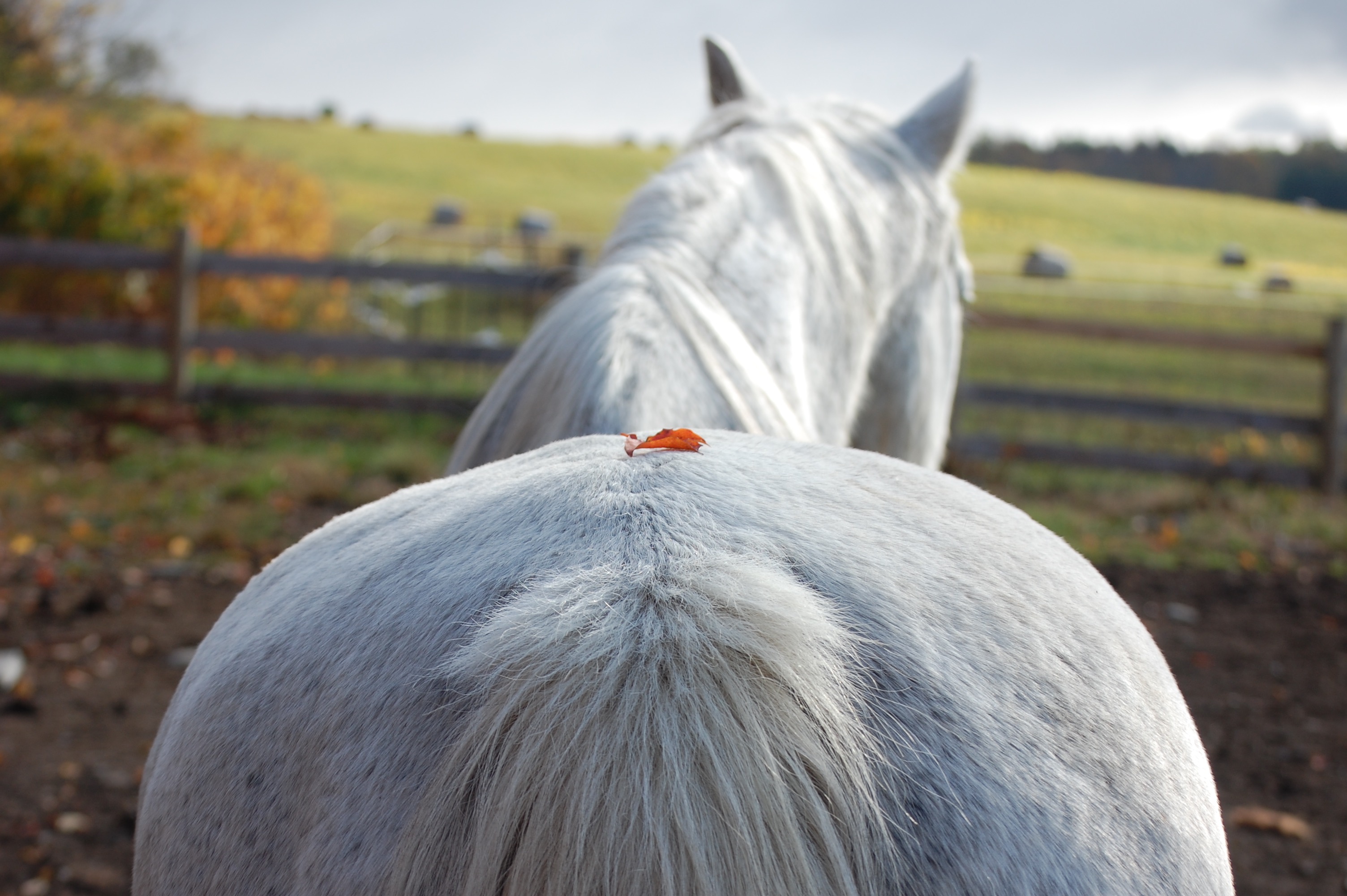 Red Leaf on Horse's Rump