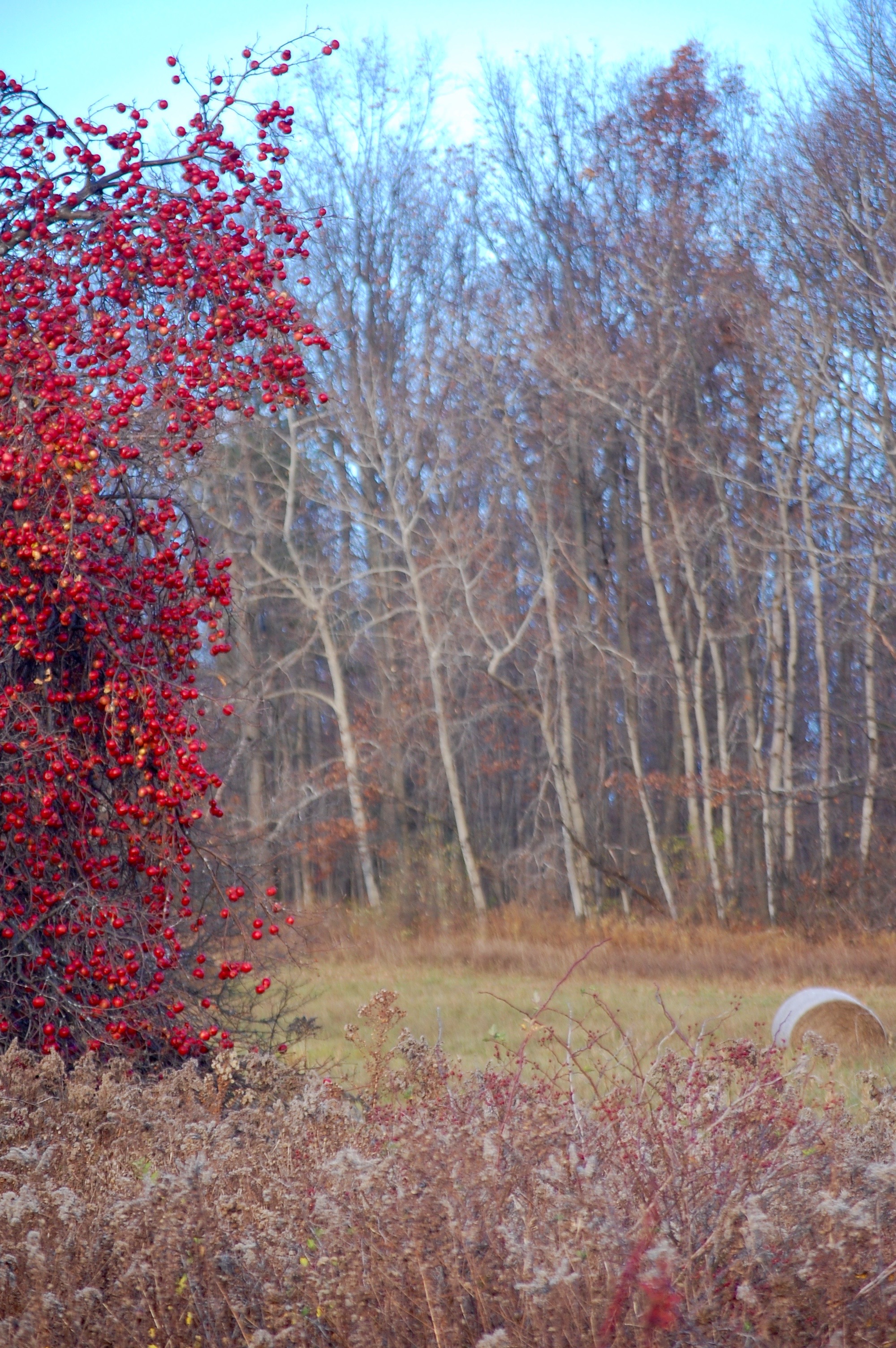 Red apples on bare tree