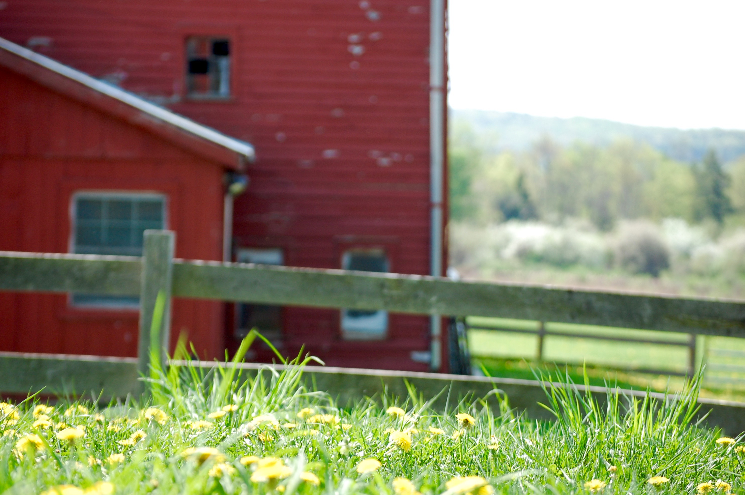 Dandelions and red barn
