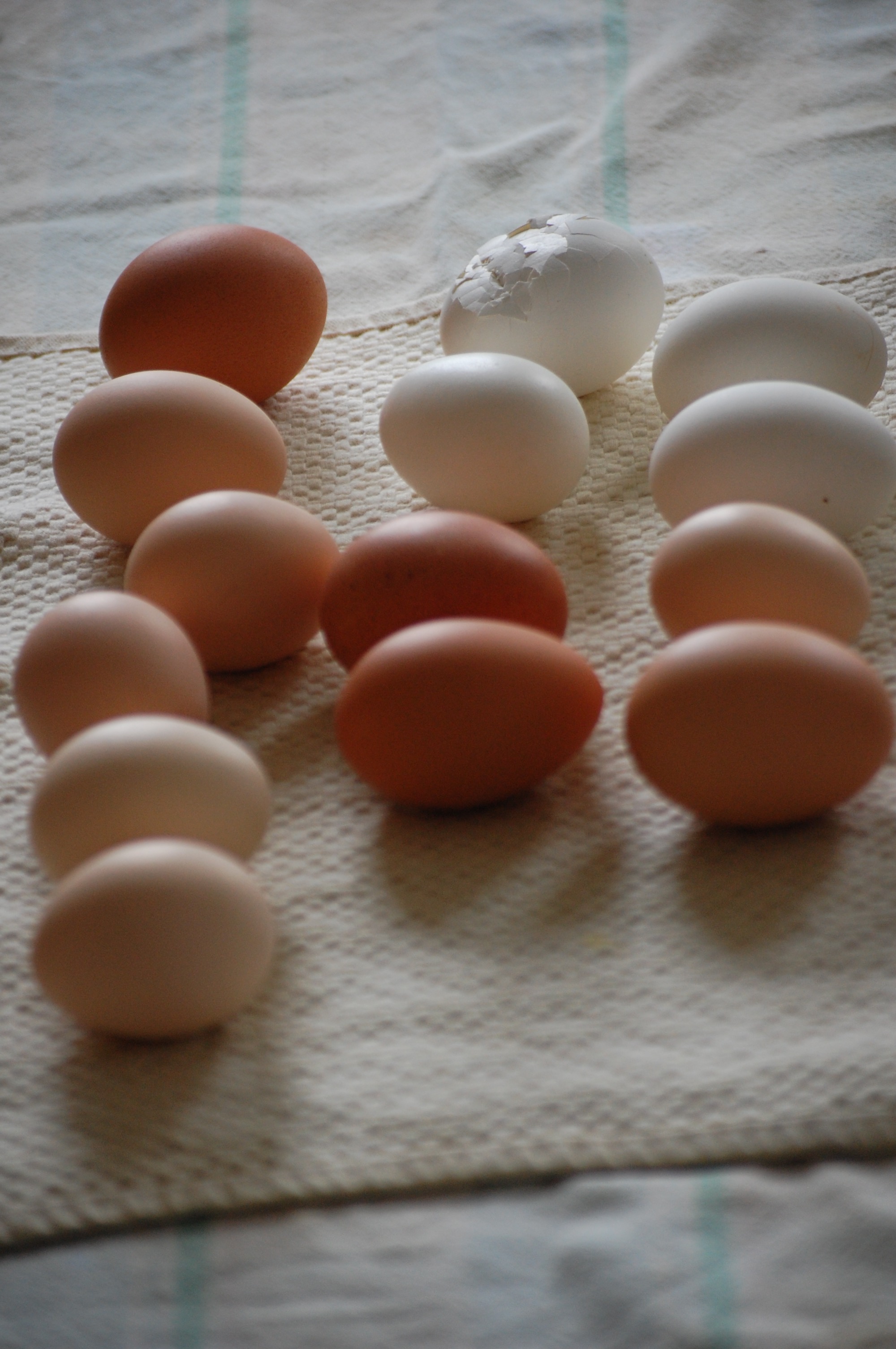 eggs