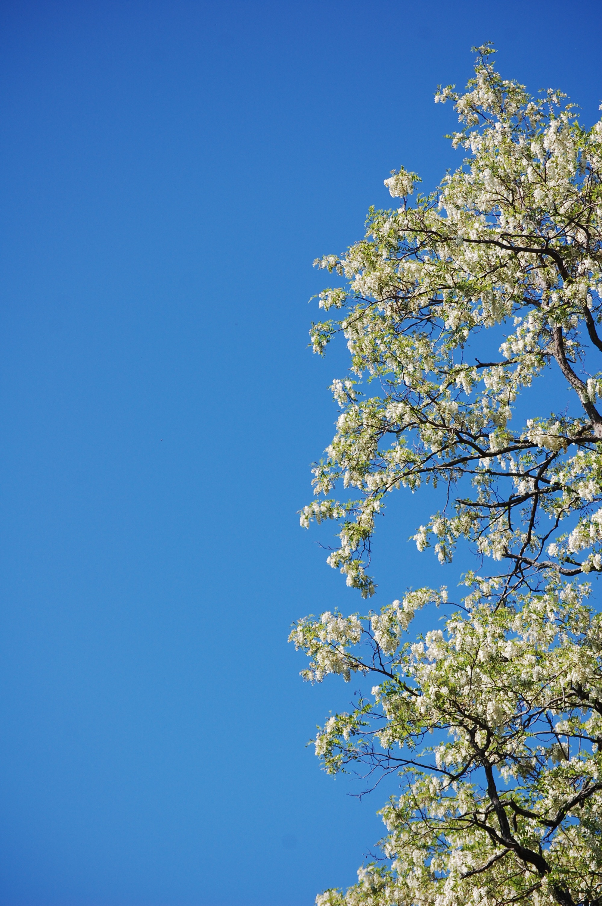Blooming locust tree against blue sky