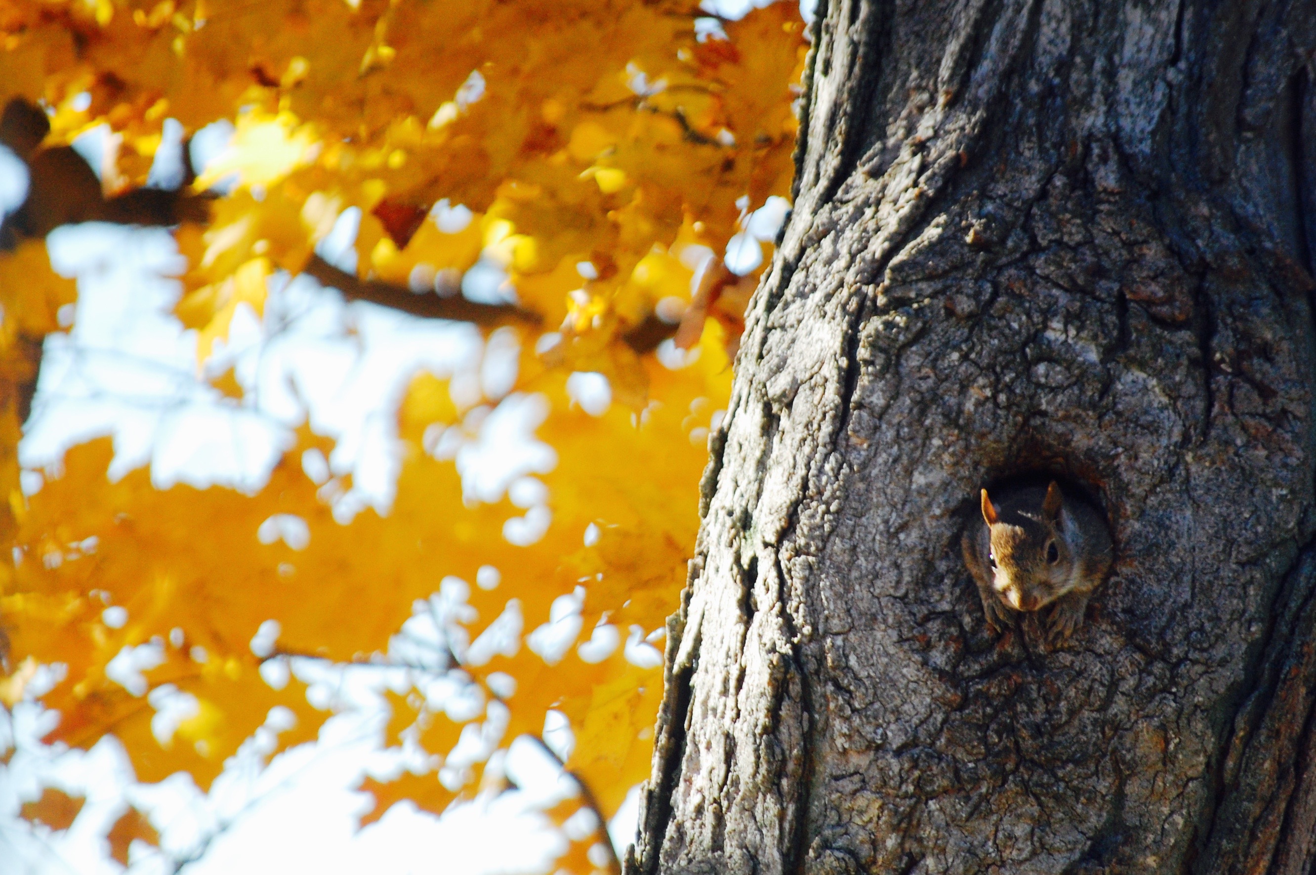 Autumn squirrel