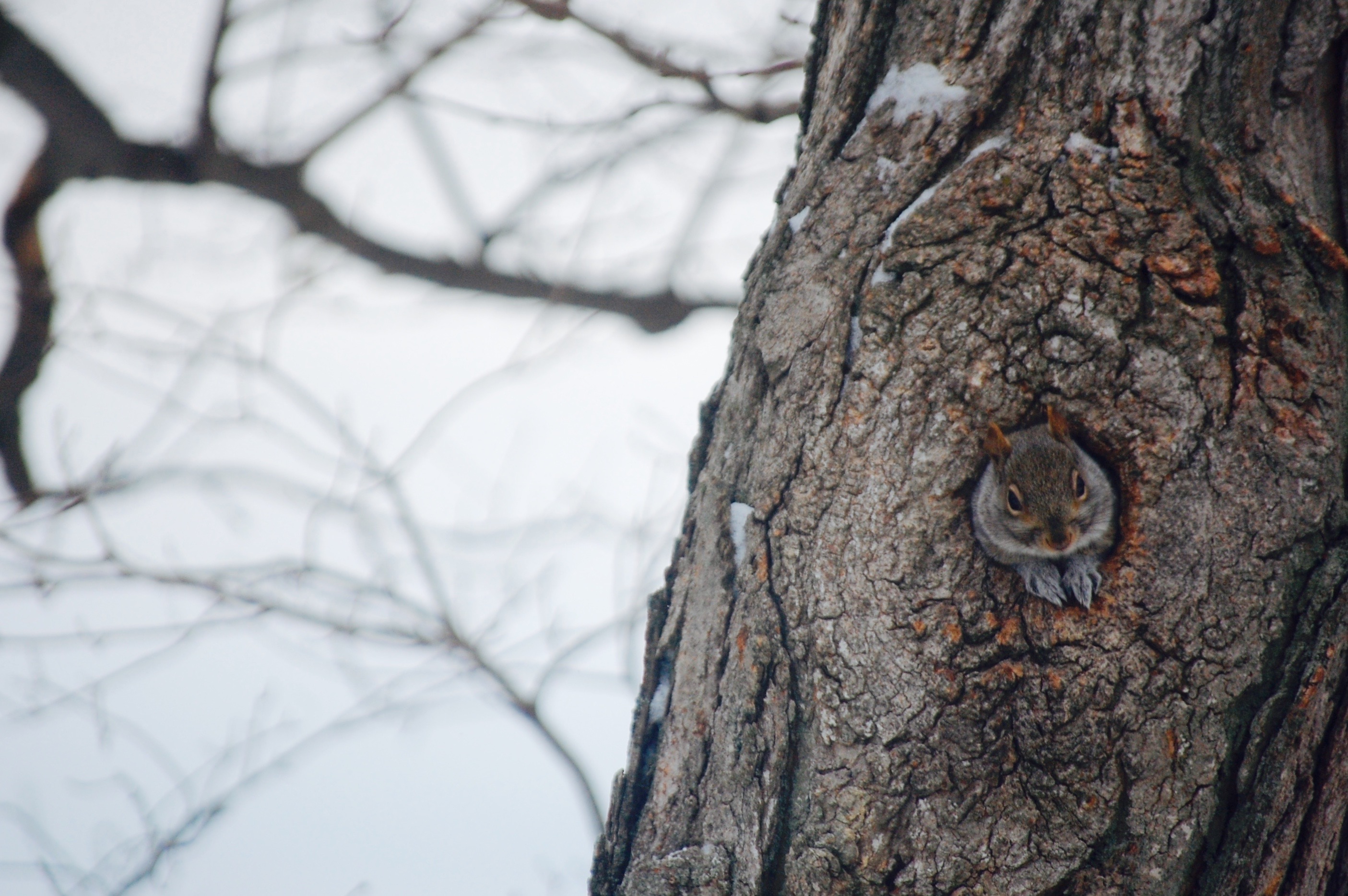 Winter squirrel