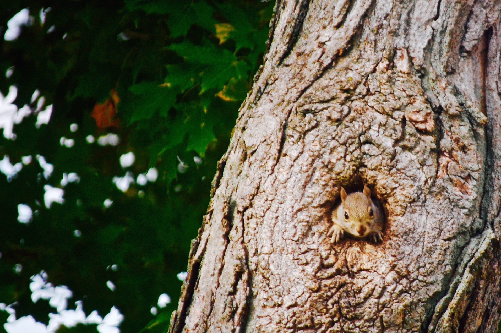 Summer squirrel
